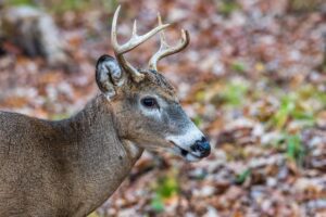 deer hunting in shawnee national forest